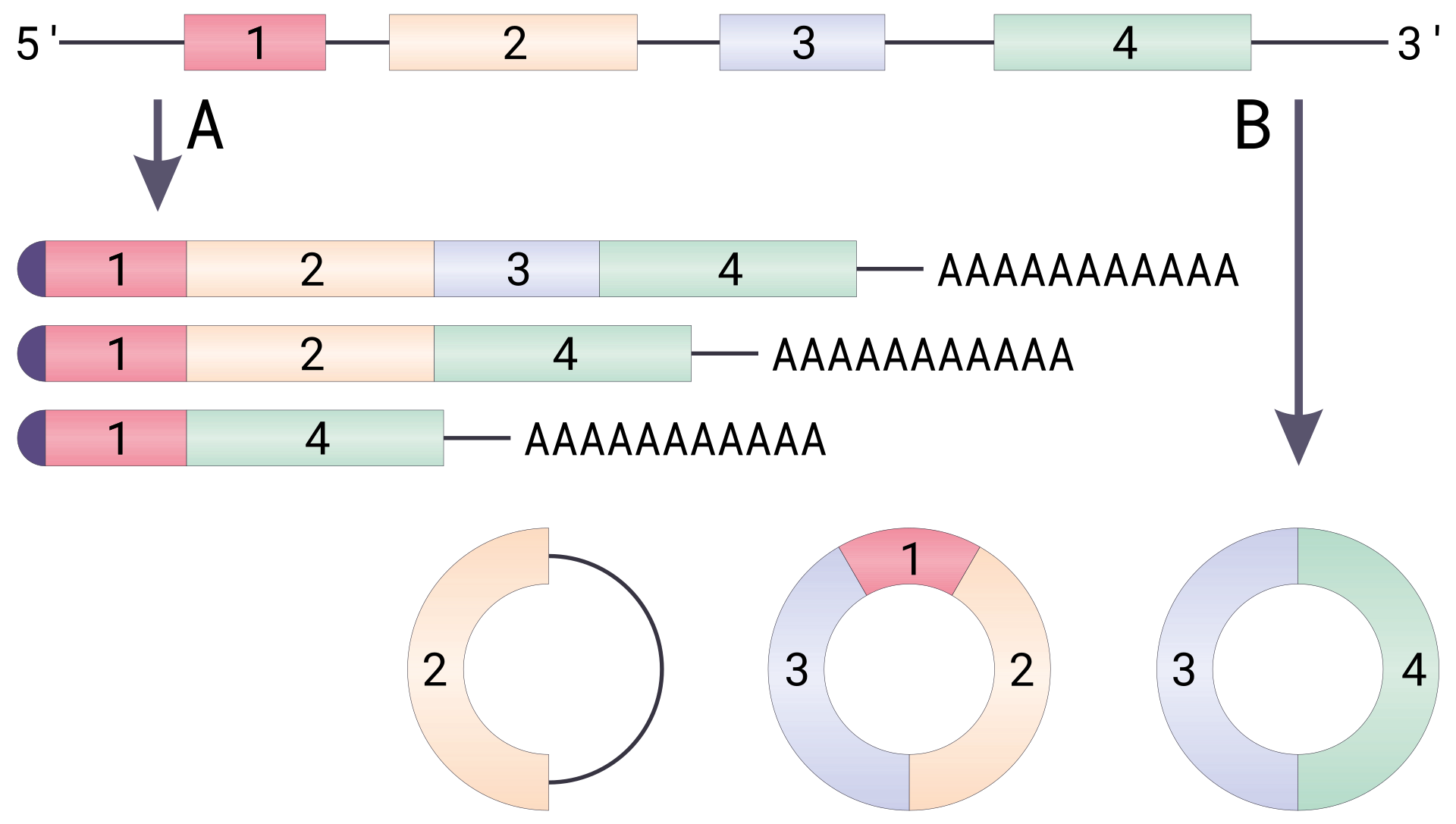 Mitochondrial circRNA SCAR