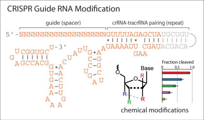 Chemical Modifications to CRISPR RNA